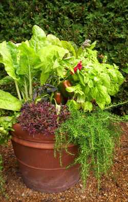 Container gardening: ten easy vegetables to grow in pots, and how