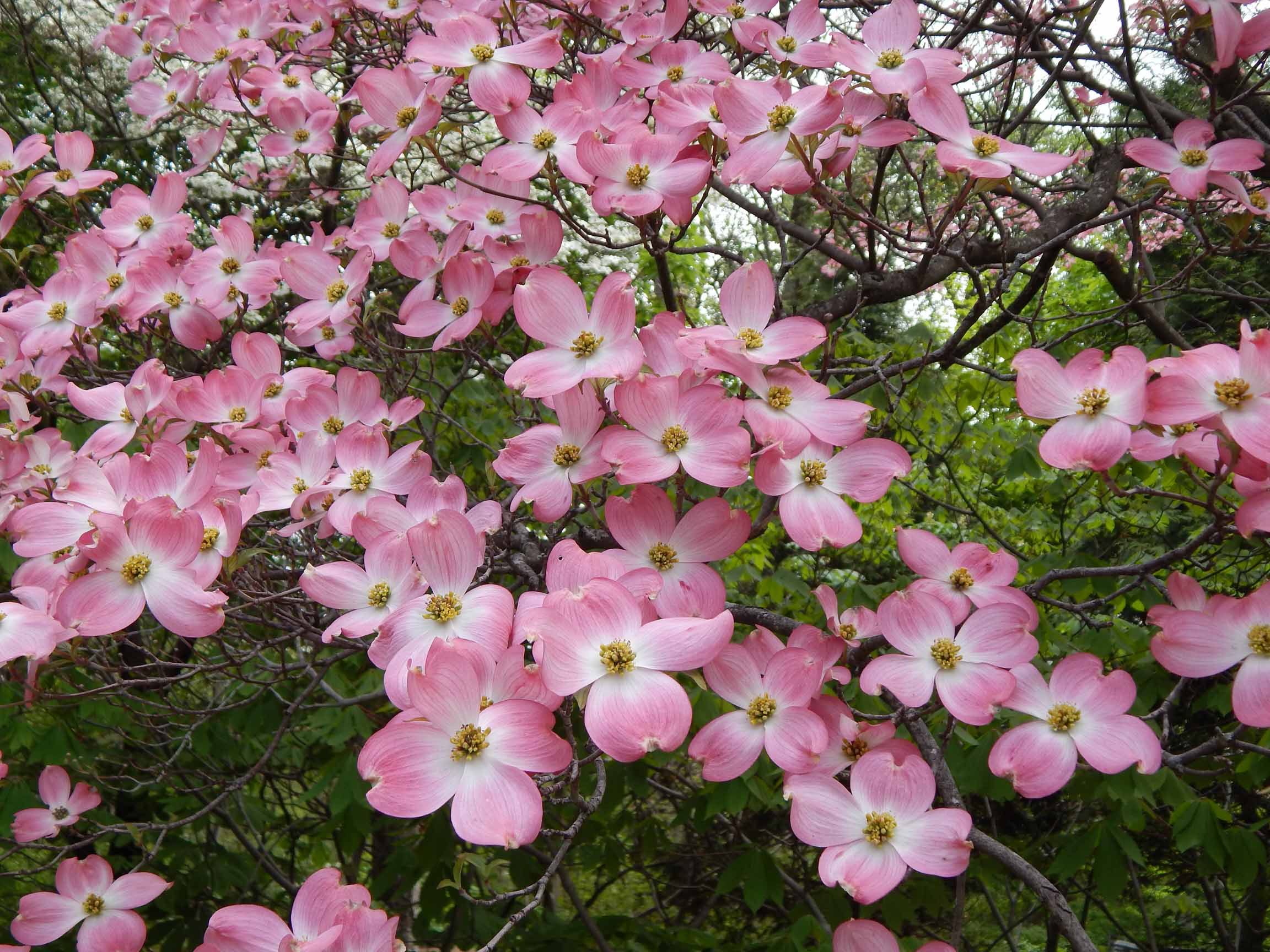 Flowering dogwood (Cornus florida f. rubra) | Flowering trees, Pink ...