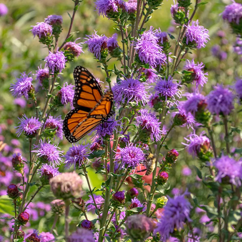 Monarch butterfly resting on purple blossoms