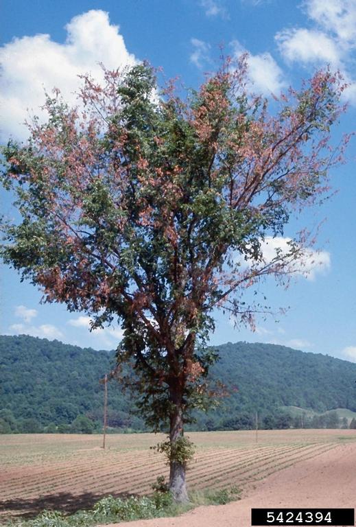 Dutch Elm Disease