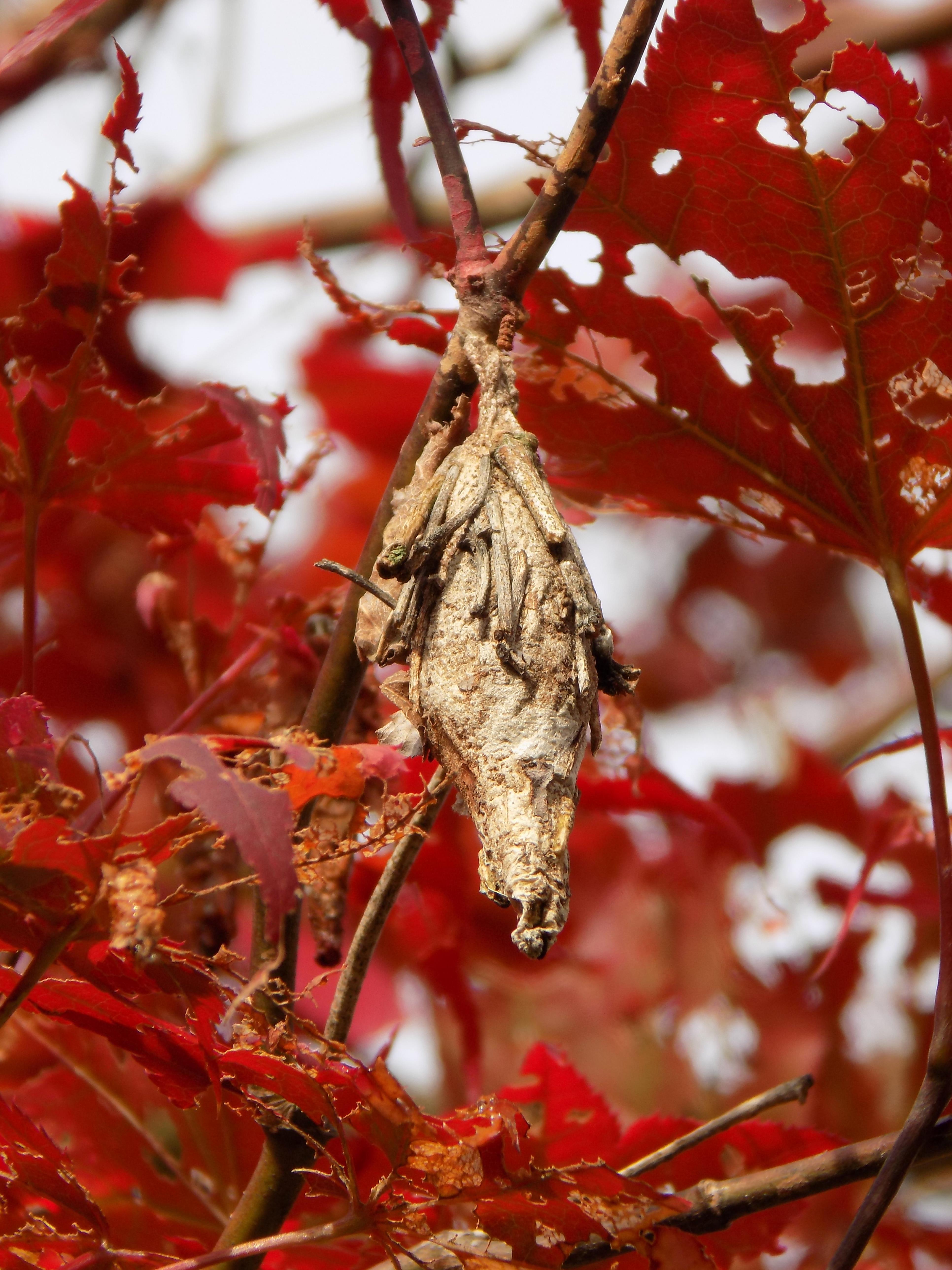 Bagworms