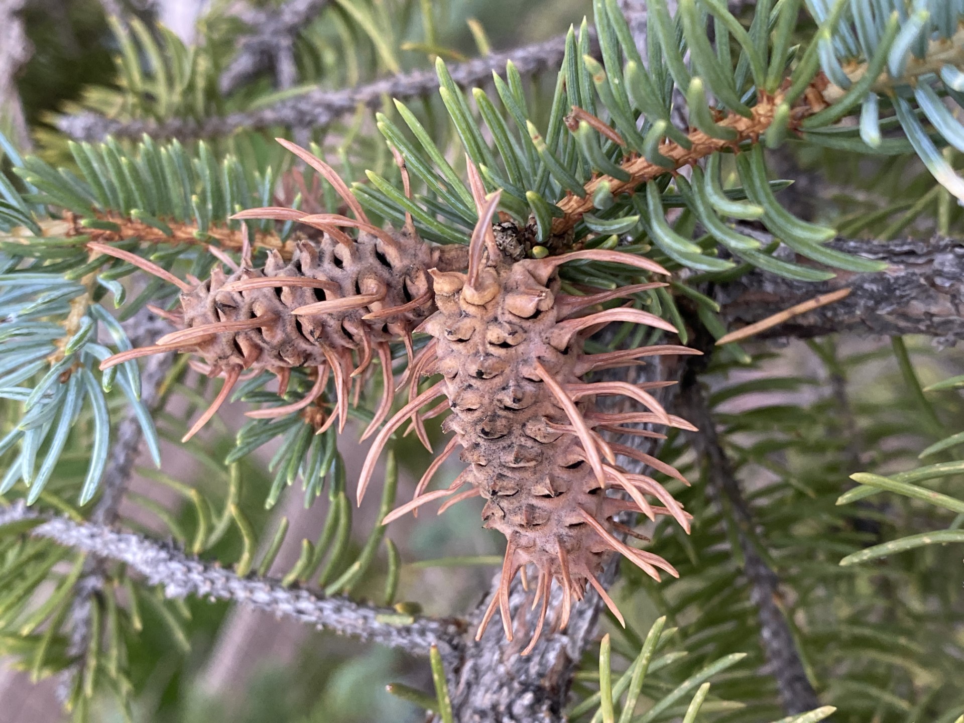 Pine Bark Adelgids Infest White Pines