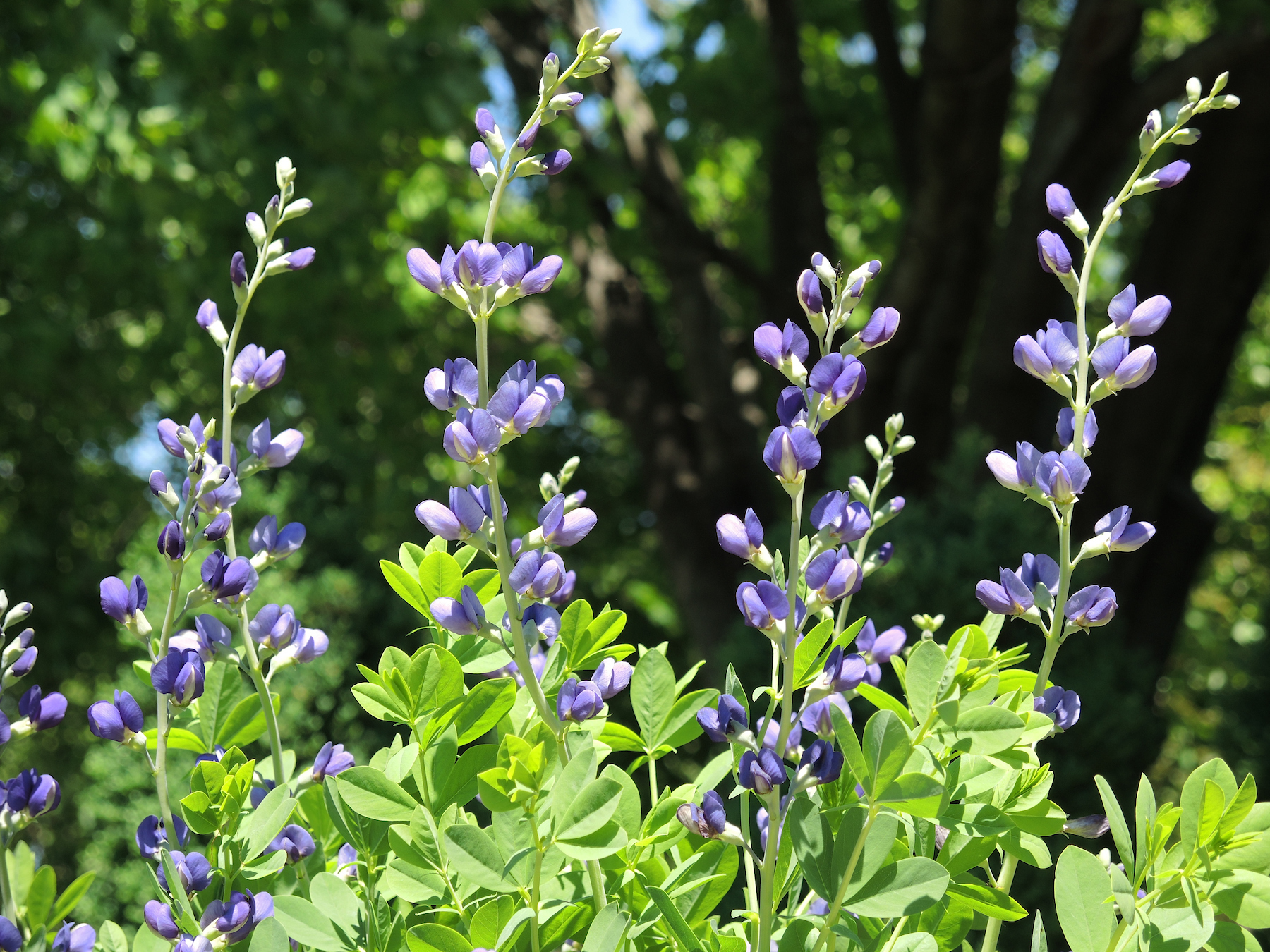 Natives for Home Gardens