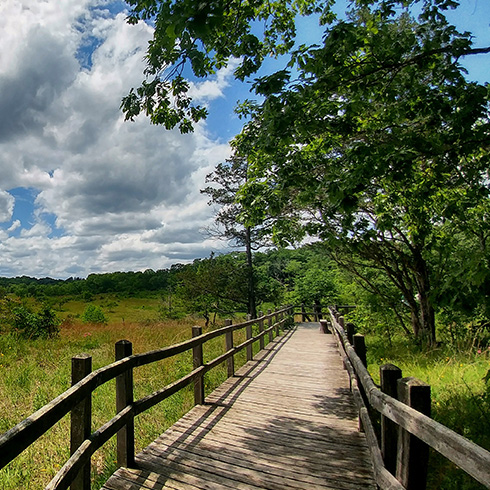 Boardwalk winding through forested area