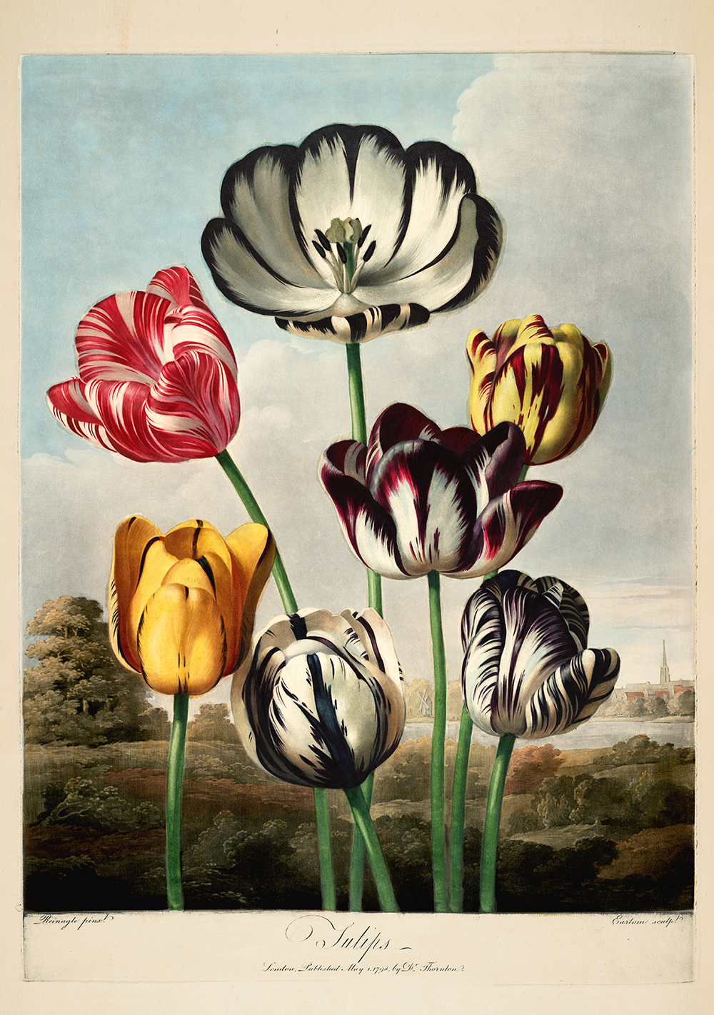 Historic illustration of tulips