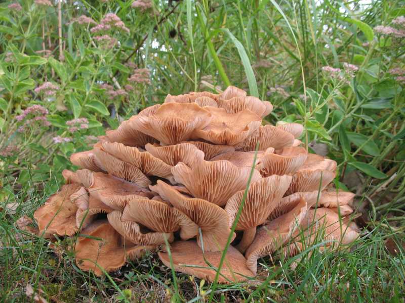 Armillaria Root Rot