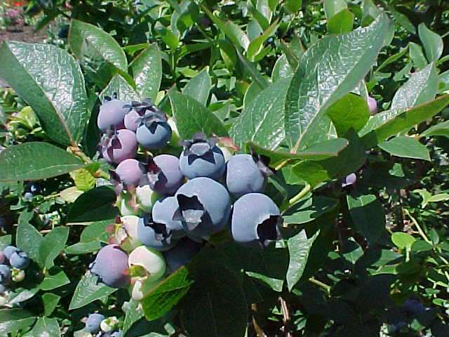 Fruit Gardening