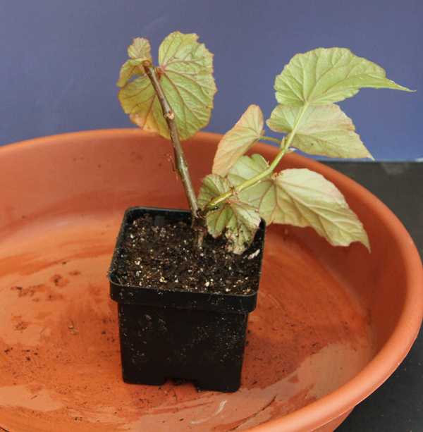 Rooting Cuttings in Water