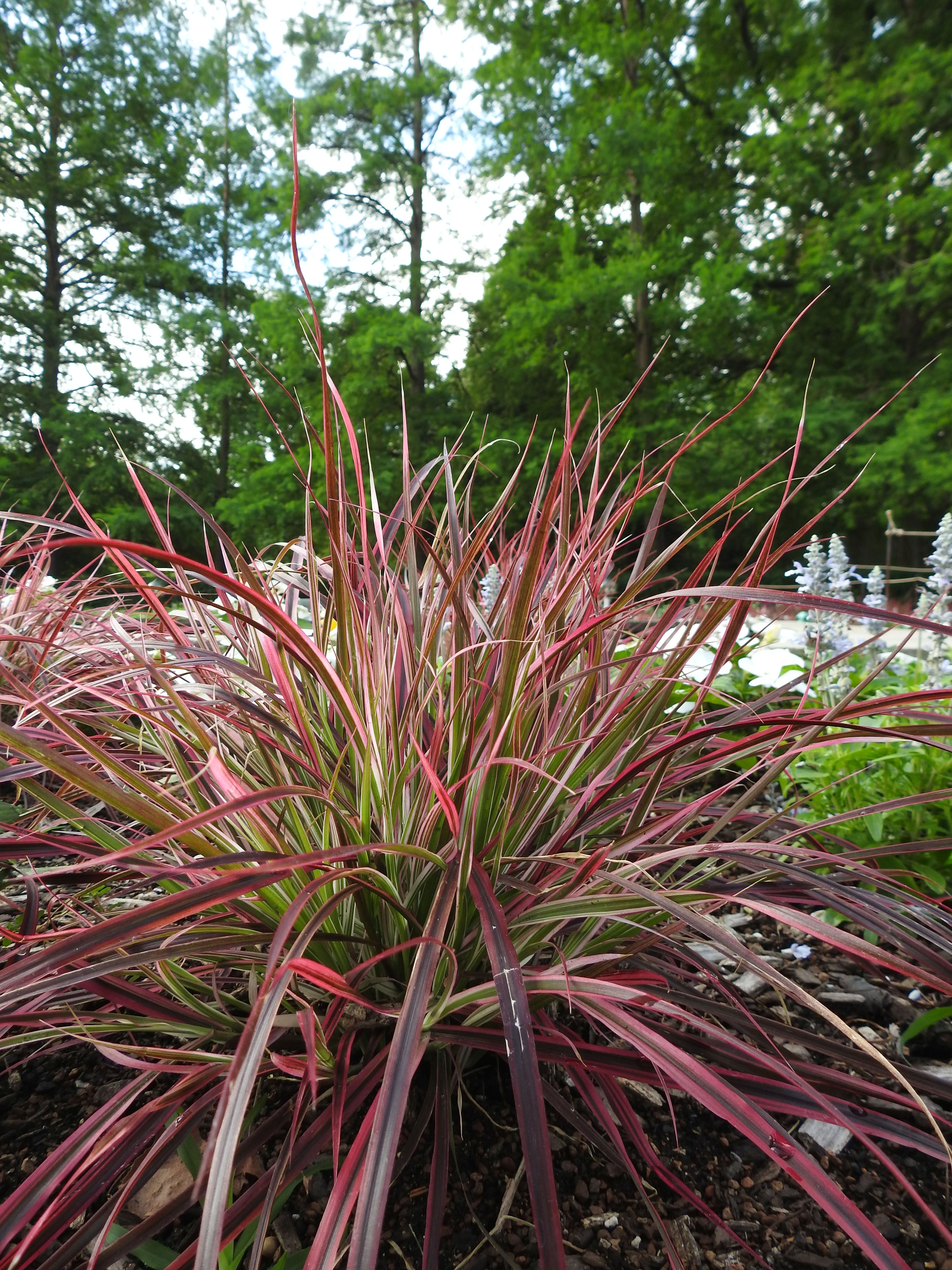 Red Ornamental Grasses