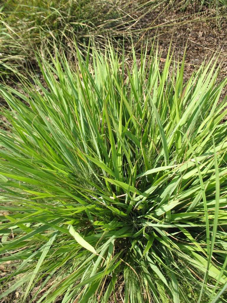 Best Ornamental Grasses