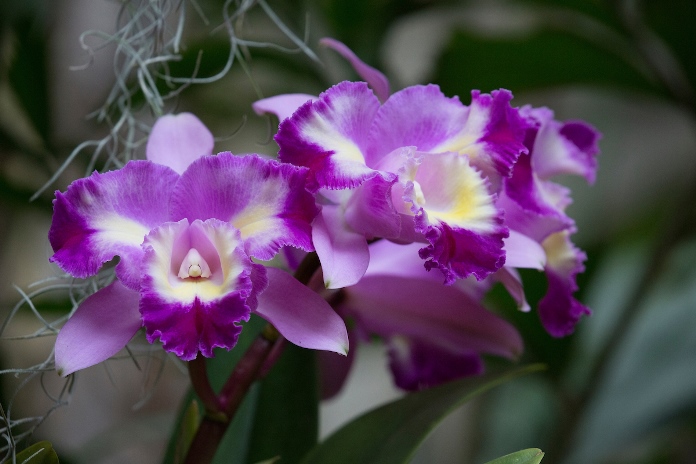 Cattleya