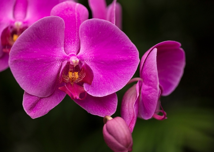 Phalaenopsis