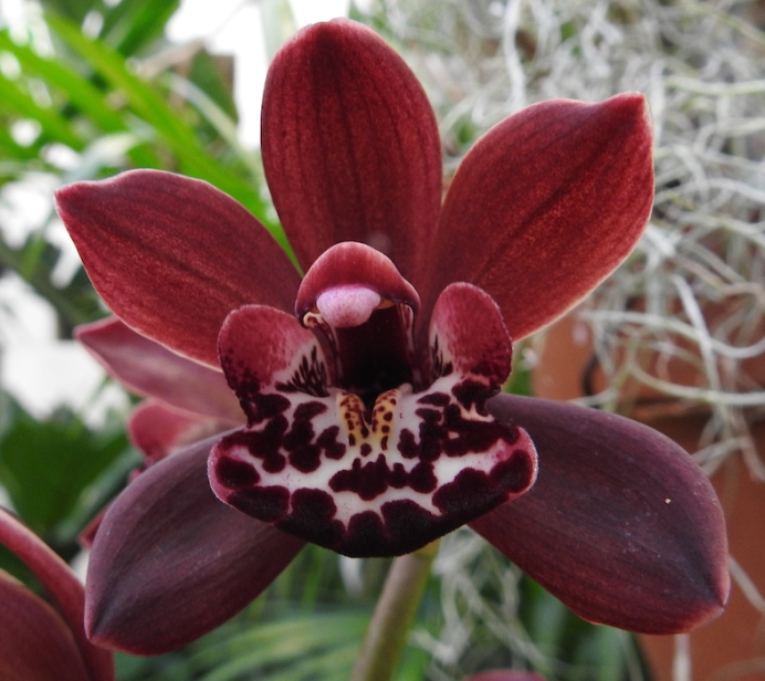 Cymbidium