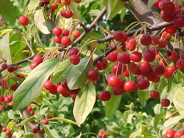 Trees for Oklahoma Gardens